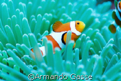 Clown Fish by Armando Gasse 